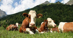 Collagen Powder (Pasture Raised)